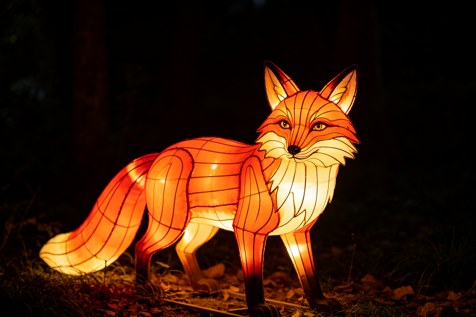 Red Fox Lantern Display (ZD-008) - Animal Lanterns by Zedong, dimensions 350x100x200cm