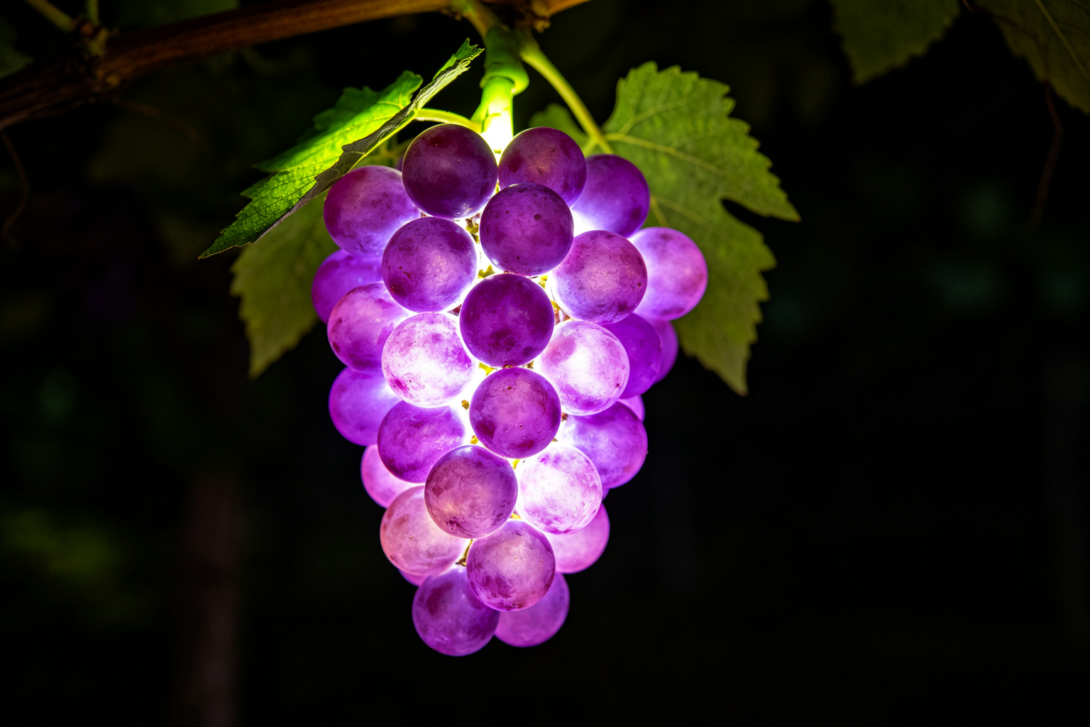 Grape Cluster Lantern Display (ZD-254) - Food & Fruit Lanterns by Zedong, dimensions 250x200x300cm